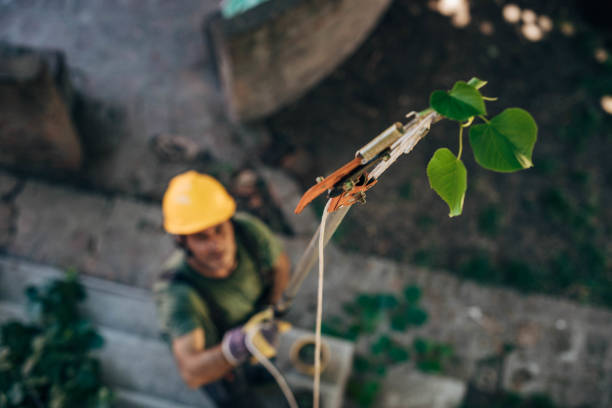 How Our Tree Care Process Works  in Heritage Village, CT